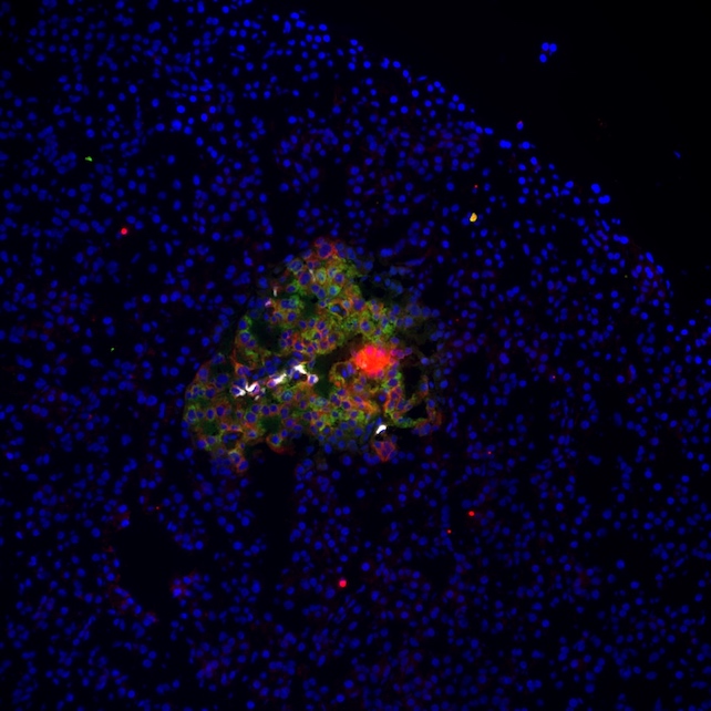 a human pancreatic islet, including beta cells