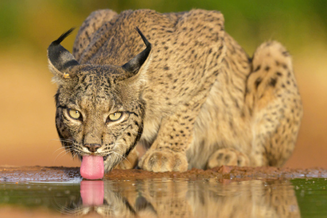 Iberian lynx licking water