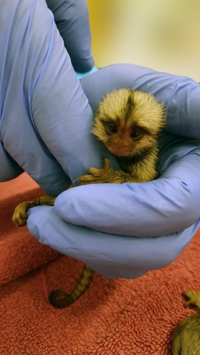 A baby common marmoset monkey named Bareket