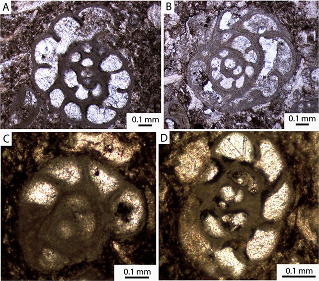 Microfossils