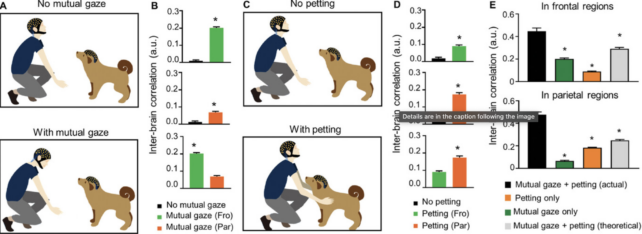 Canine’ Brains Sync With Ours When We Gaze Into Their Eyes, Learn about Unearths