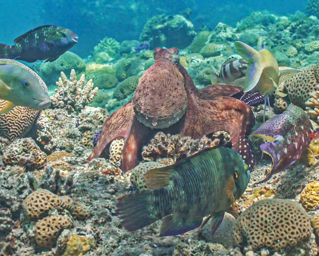 Octopus surrounded by multiple colorful fish species