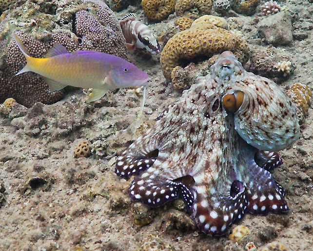 An octopus with a purple and yellow fish