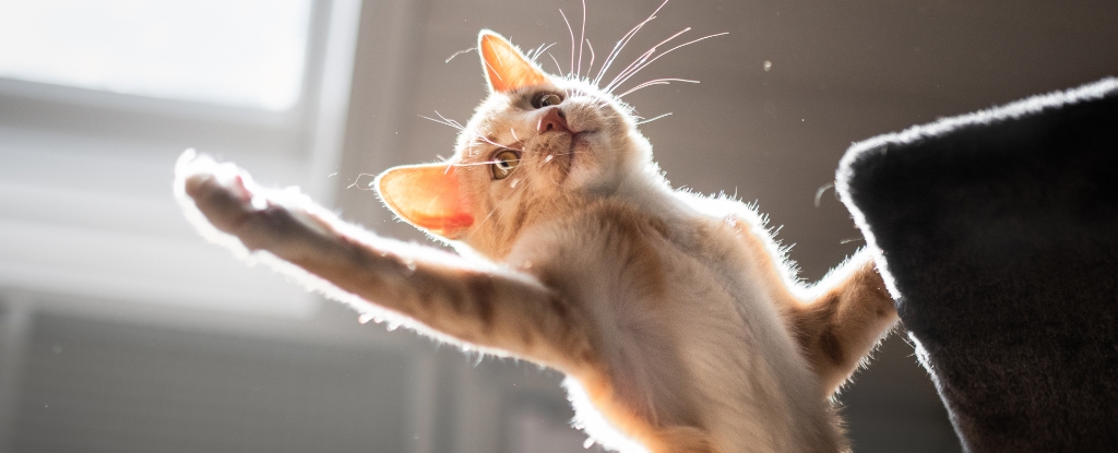 A ginger and white cat reaching it's paw in the air