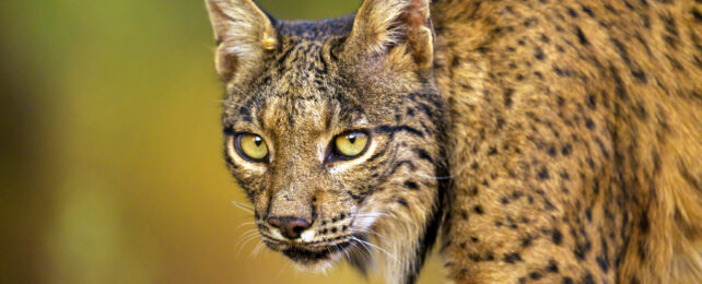 Close up of an Iberian Lynx face