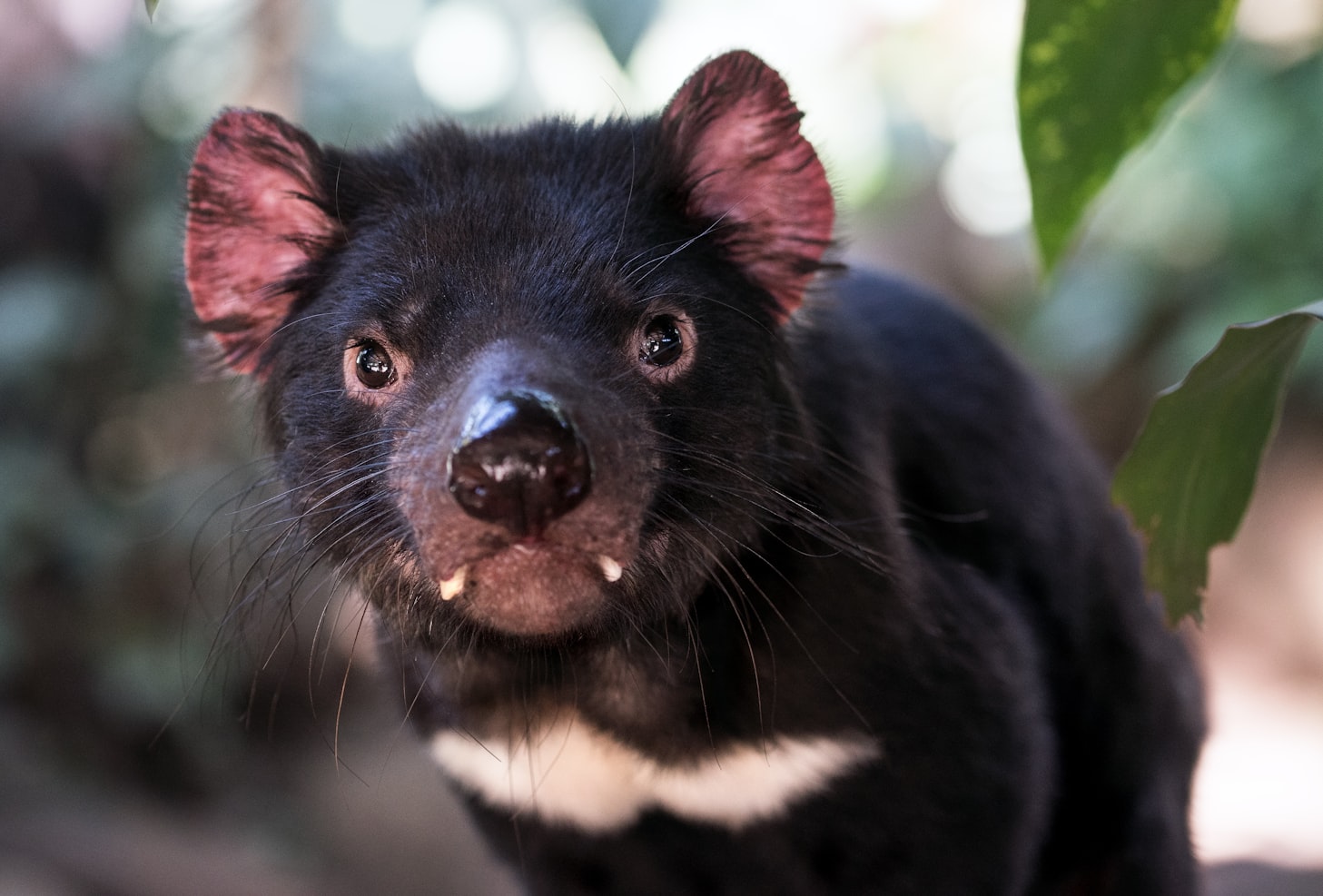 Portrait of a Tasmanian devil showing its fangs