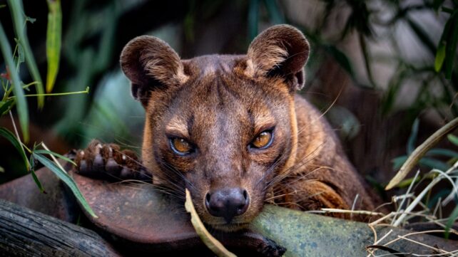 Slender, round eared cat-like mammal with big eyes