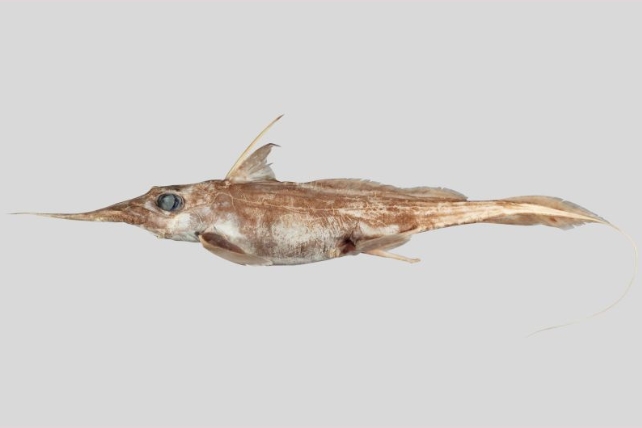 A long slim brown fish 