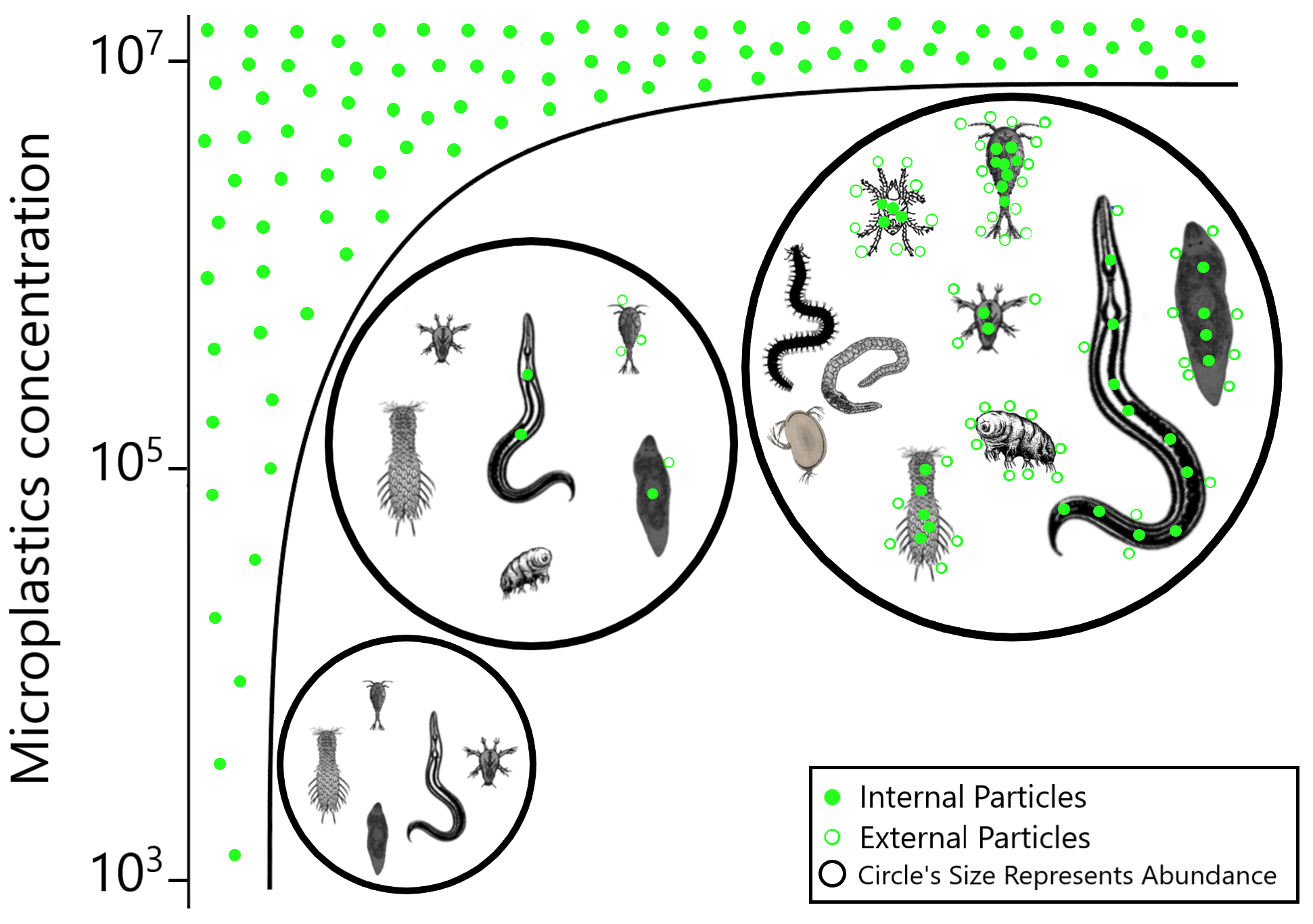 a graph with the different meiofauna groups represented as illustrations, showing that microplastic concentration in the microcosm was linked to increased microplastic ingestion.