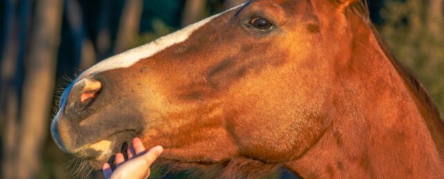 Close up of side of a horse's face