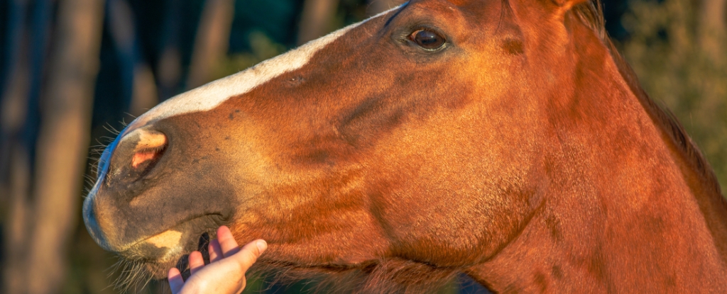 New Evidence Reveals Unexpected Origins of Horse Domestication : ScienceAlert