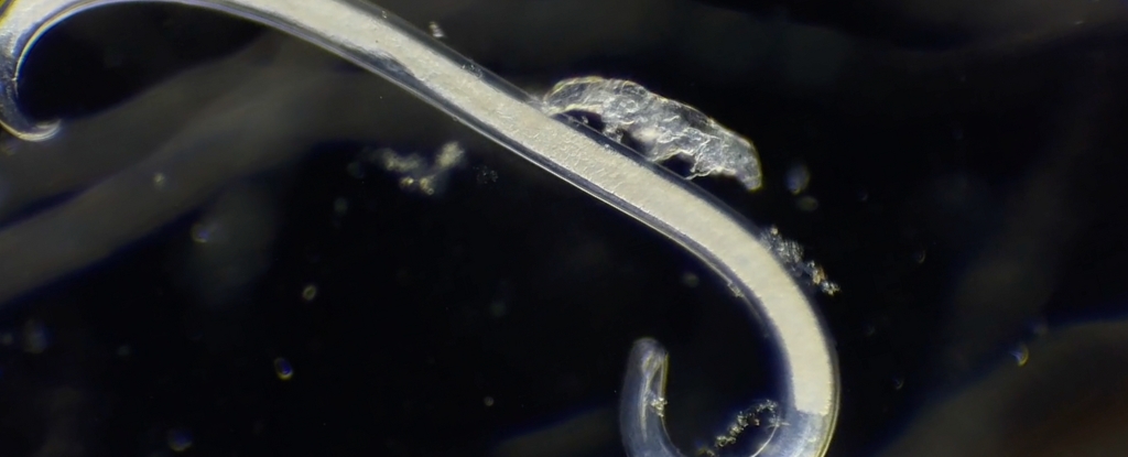 A tiny transparent creature on top of a transparent worm