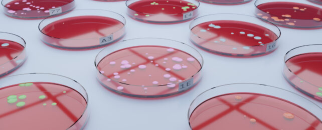 blood red agar plates with bacteria