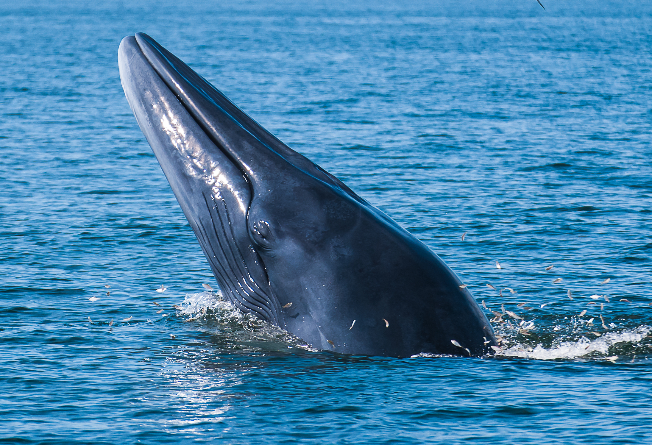 bryde's whale breaching