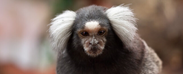 common marmoset monkey, Callithrix jacchus