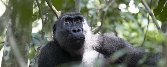 portrait of a gorilla amongst dense, deep green rainforest foliage. it is looking to the treetops.