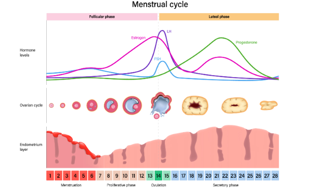 menstrual cycle diagram