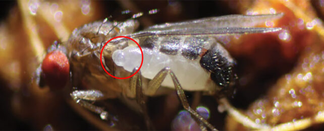 a fruit fly shown side-on takes up most of the photo. from the side facing us, a white translucent grub-like thing is poking out from within the fly's abdomen.