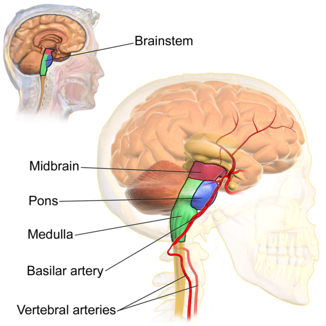 Anatomie du tronc cérébral