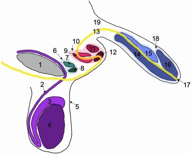 Triple Penile Structures