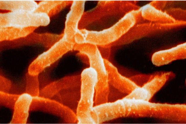 Orange bacteria under a microscope