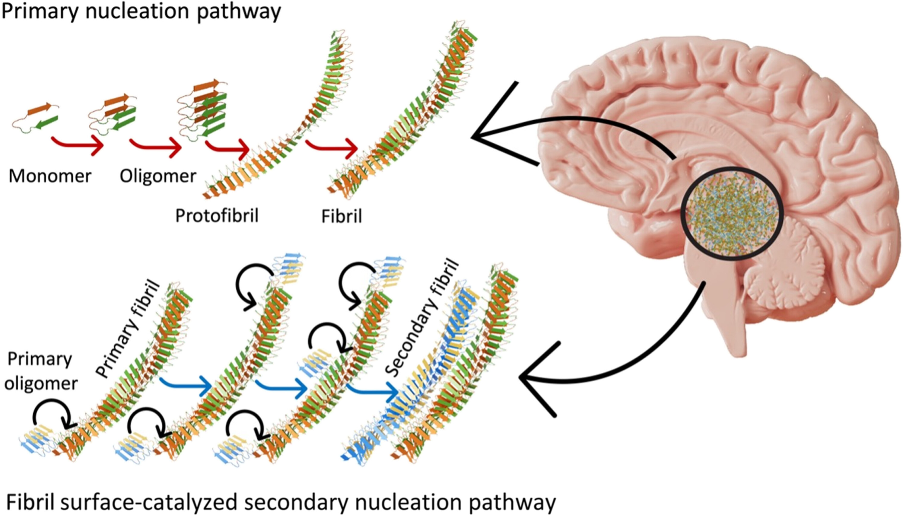 Scientists Identify 'Superspreading' Proteins Linked to Alzheimer's