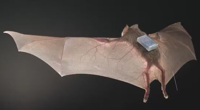 Vampire Bats Are a Lot More Than Blood Suckers, They're Caring Too