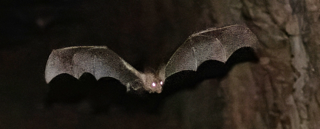 Halloween: Meet The Spooky Animals Named After Ghosts