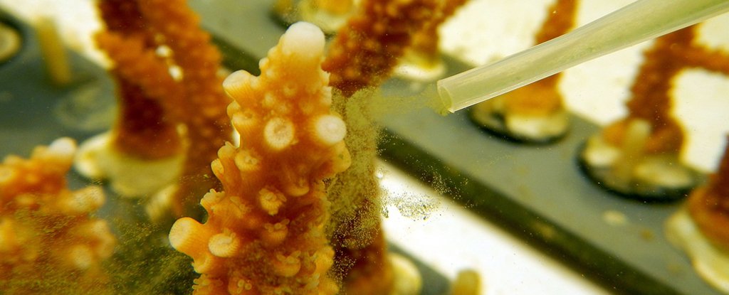 Heat-Tolerant Corals Can Better Survive Marine Heatwaves, Study Shows : ScienceAlert