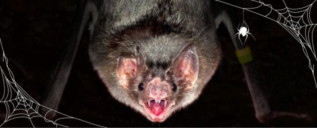 Vampire Bats Are More Than Just Bloodsuckers, Expert Reveals