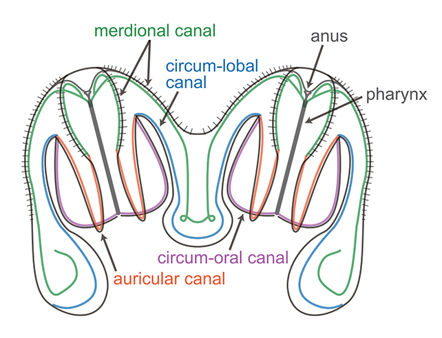 DiagramOfFusedFrankensteinMonsterLikeCombJelly