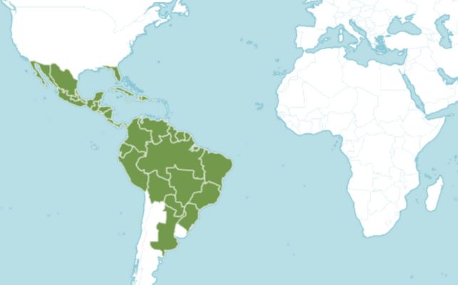 Distribution map of Trema micranthum blume, showing it across South America