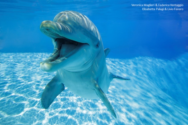 A dolphin underwater with an open mouth 