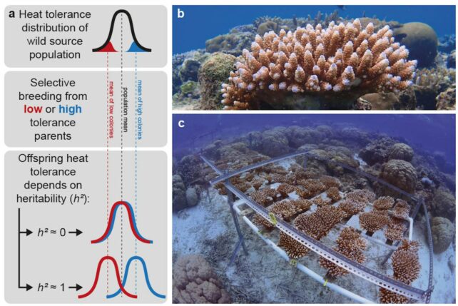 Heat-Tolerant Corals Can Better Survive Marine Heatwaves, Study Shows : ScienceAlert