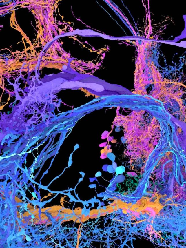 Colorful neurons on black background