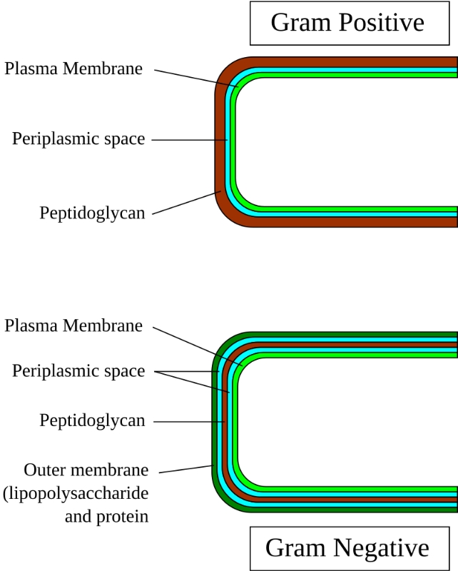 Graphic showing how the cell walls in two types of bacteria differ