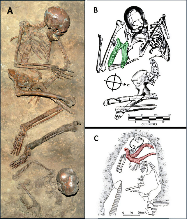 Homo sapiens graves