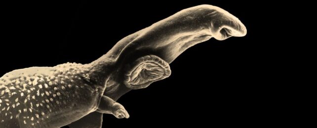 Close of up of a parasitic vampire worm's head.