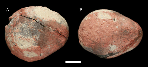 Two ochre and white egg shaped fossils