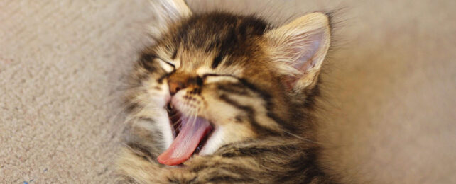 Kitten ling down on carpet yawning