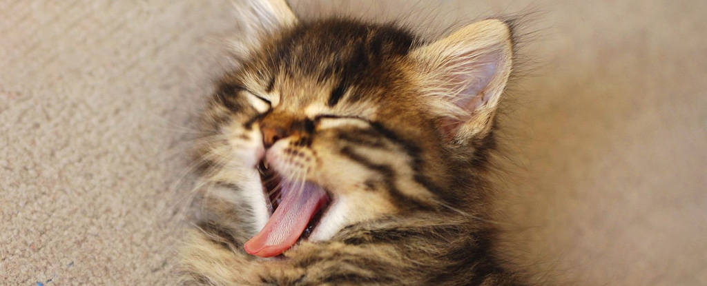 Many Species Yawn Together, But Not For The Reasons We Expect