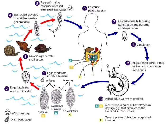 Life cycle of a parasitic vampire worm through multiple host species