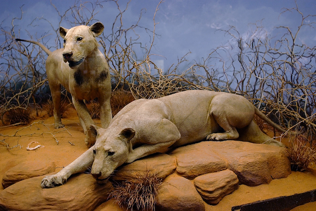 Tsavo lions on display at the Field Museum in Chicago