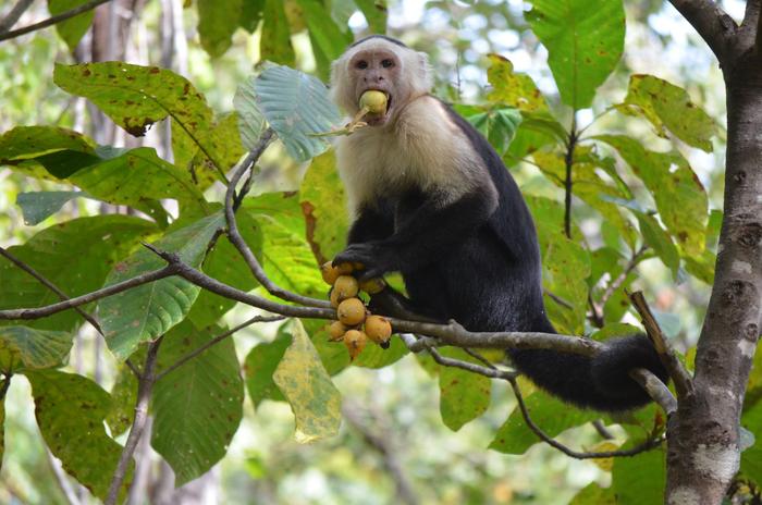 a capuchin in a treetop with a big yellow fruit in its mouth. it is holding a bunch of the same fruits in its hand.