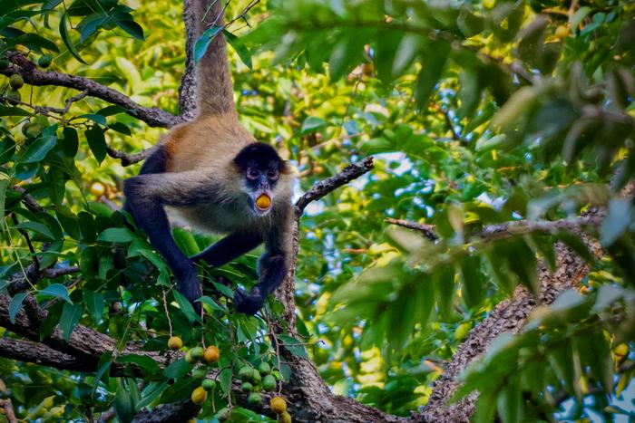 spider monkey in rainforest canopy with yellow fruit in it moth