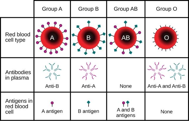 Your Blood Kind Impacts Your Possibility of an Early Stroke, Scientists Uncover