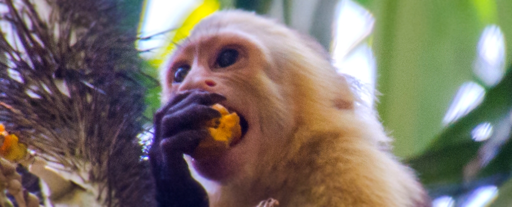 Monkey Eating Fruit