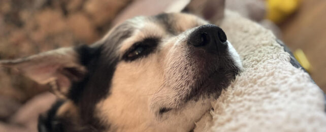 senior dog sleeping on couch