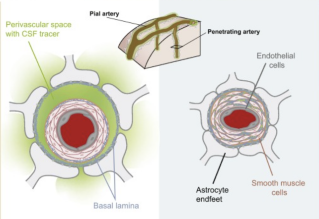 The Brain's Sewage System 