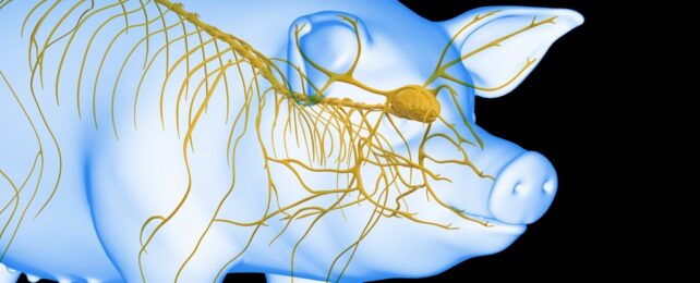 Pig's Brain And Nervous System